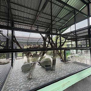 Black-shanked Douc Langur Exhibit - Lion Park