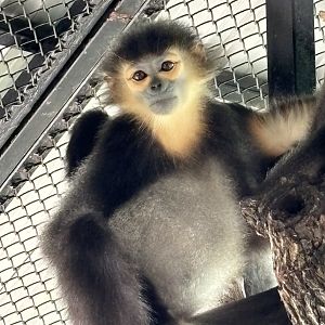 Black-shanked Douc Langur - Lion Park