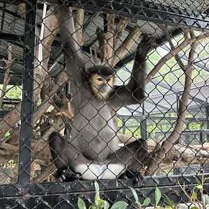 Black-shanked Douc Langur - Lion Park