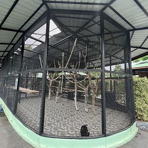 Black Crested Mangabey Exhibit - Lion Park