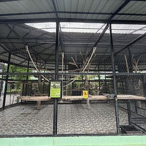 DeBrazza’s Monkey Exhibit - Lion Park