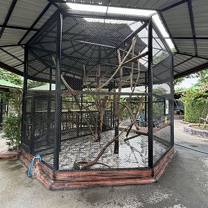 Siamang Exhibit - Lion Park