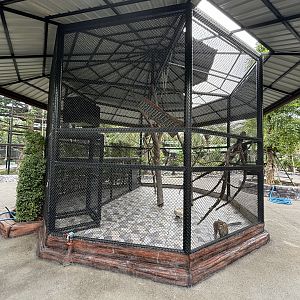 Pig-tailed Macaque Exhibit - Lion Park