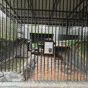 Sloth Bear Exhibit - Lion Park