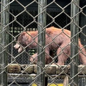 (Brown) Sloth Bear - Lion Park