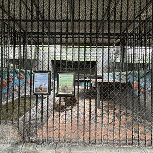 Lion Exhibit - Lion Park