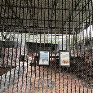 Amur Tiger + Liger Exhibit - Lion Park