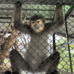 Black-shanked Douc Langur - Lion Park