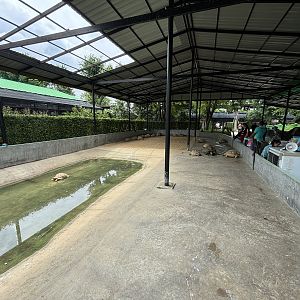 Tortoise Exhibit - Lion Park