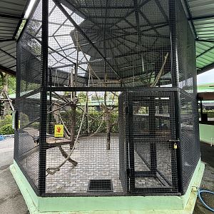 Golden-bellied Mangabey Exhibit - Lion Park