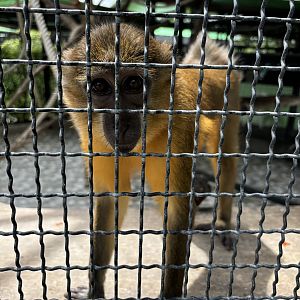 Golden-bellied Mangabey - Lion Park