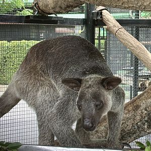 Grizzled Tree Kangaroo - Lion Park