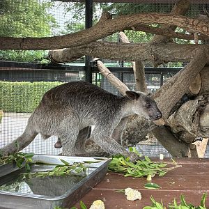 Grizzled Tree Kangaroo - Lion Park
