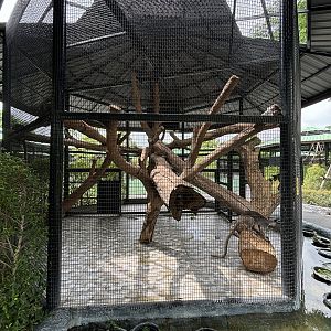 Grizzled Tree Kangaroo Exhibit - Lion Park