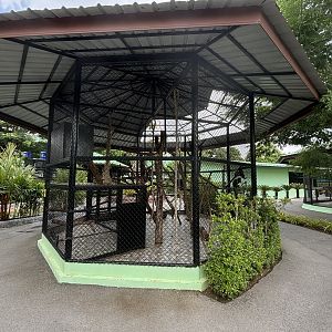 Tufted Capuchin Exhibit - Lion Park