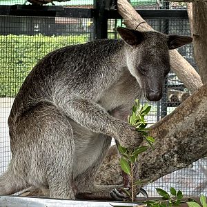 Grizzled Tree Kangaroo - Lion Park