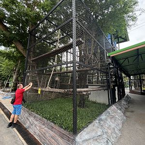 Red-shanked Douc Langur Exhibit #2 - Lion Park