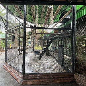 Stump-tailed Macaque Exhibit - Lion Park