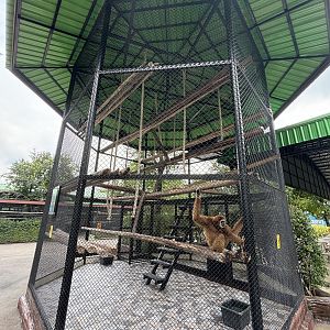 White-handed Gibbon Exhibit #1 - Lion Park