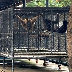 White-handed Gibbons (behind the scenes) - Lion Park