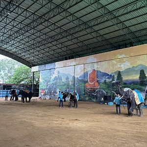 Elephant Show - Lion Park