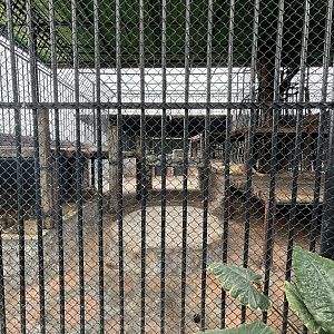 Lion Exhibit - Lion Park