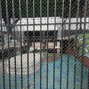 Tiger Exhibit - Lion Park