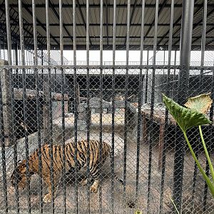 Tiger Exhibit - Lion Park