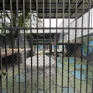 Liger Exhibit - Lion Park