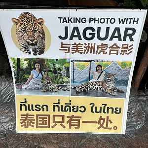 Pet a Jaguar! - Lion Park