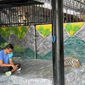 Jaguar (zero barriers anywhere) - Lion Park