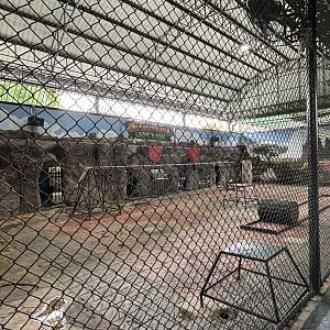 Lions + Tigers + Ligers! - Lion Park