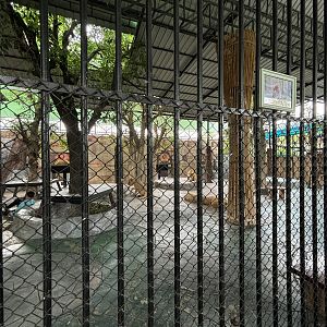 Lions + Tigers + Ligers! - Lion Park