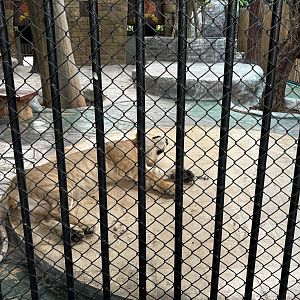 Chained Big Cats - Lion Park