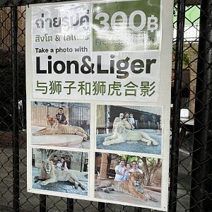 Photo Opportunity - Lion Park