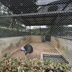 Cassowary Exhibit - Lion Park