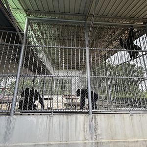 Chimpanzee Exhibit - Lion Park