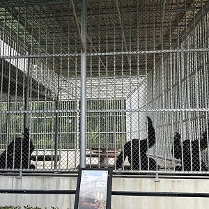 Chimpanzee Exhibit - Lion Park