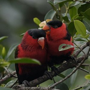 Purple-bellied Lory and Black-capped Lory