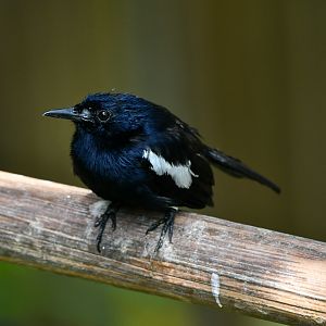 Seychelles Magpie-robin