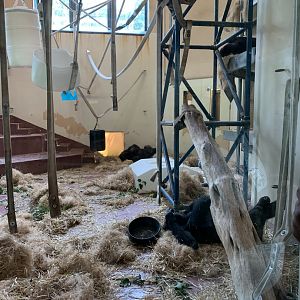 Western Lowland Gorillas