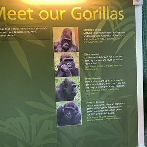 Gorilla names