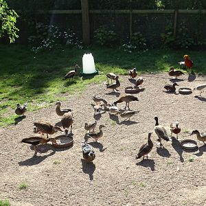 Feeding time in the walk-through aviary, 10th August 2024