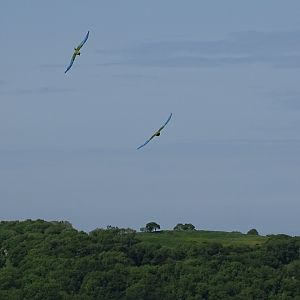 Military Macaws, 21st May 2023