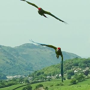 Military Macaws, 21st May 2023
