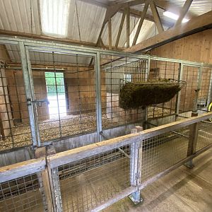 Eastern bongo indoors 130624