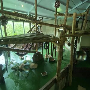 Western lowland gorilla indoors 130624