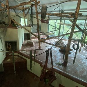 Bornean orangutan indoors 130624