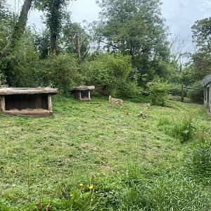 South African cheetah exhibit 130624