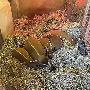 Red river hogs 130624